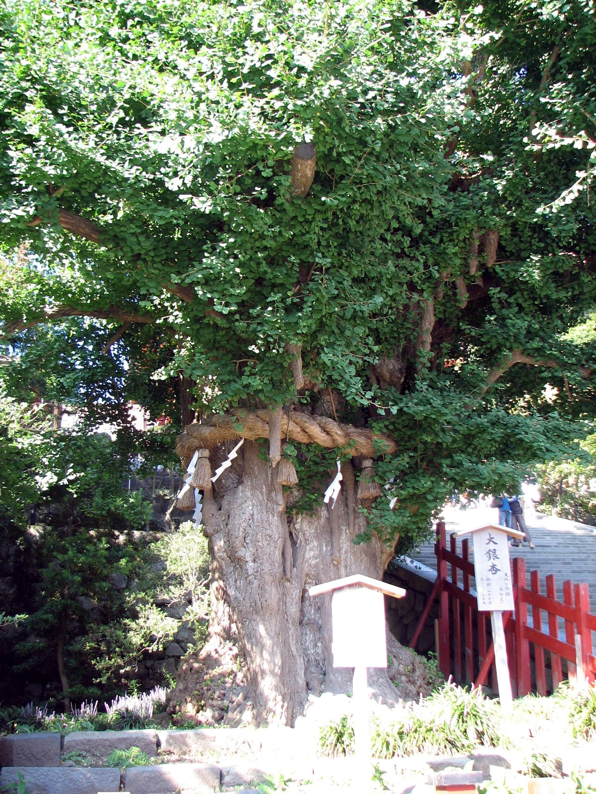 ⛩️ 쓰루미네 하치만구 신사 (쓰루미네 하치만구) 이미지 6